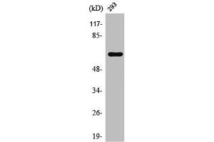Western Blot analysis of HT29 cells using Rab11-FIP4 Polyclonal Antibody (RAB11FIP4 Antikörper  (Internal Region))