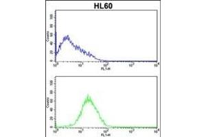 CASP2 Antibody (Center) (ABIN388122 and ABIN2846317) flow cytometric analysis of HL60 cells (bottom histogram) compared to a negative control cell (top histogram). (Caspase 2 Antikörper  (AA 198-226))