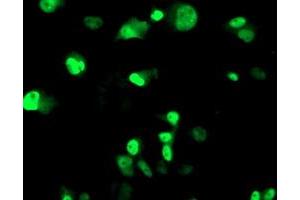 Anti-ERCC4 mouse monoclonal antibody (ABIN2454839) immunofluorescent staining of COS7 cells transiently transfected by pCMV6-ENTRY ERCC4 (RC223300). (ERCC4 Antikörper)