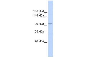 WB Suggested Anti-KCTD19 Antibody Titration:  0. (KCTD19 Antikörper  (N-Term))