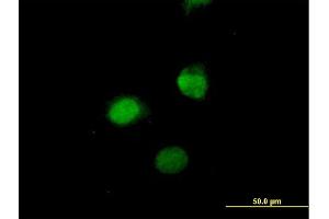 Immunofluorescence of purified MaxPab antibody to SESN3 on HeLa cell. (SESN3 Antikörper  (AA 1-321))