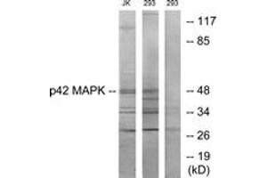 Western blot analysis of extracts from Jurkat/293 cells, using p42 MAPK Antibody. (ERK2 Antikörper  (AA 136-185))