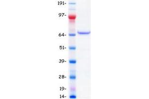 Western Blotting (WB) image for Transforming Growth Factor, beta-Induced, 68kDa (TGFBI) protein (Myc-DYKDDDDK Tag) (ABIN2733514)