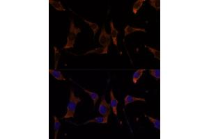 Immunofluorescence analysis of L929 cells using RPL7A Polyclonal Antibody (ABIN6128657, ABIN6147150, ABIN6147152 and ABIN6217809) at dilution of 1:100 (40x lens). (RPL7A Antikörper  (AA 1-266))