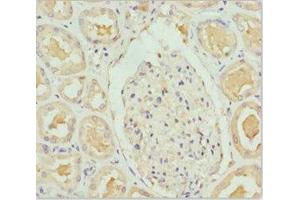 Immunohistochemistry of paraffin-embedded human kidney tissue using ABIN7144769 at dilution of 1:100 (PEA15 Antikörper  (AA 1-130))