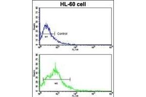Flow cytometric analysis of HL-60 cells using BACE2 Antibody (Center)(bottom histogram) compared to a negative control cell (top histogram). (BACE2 Antikörper  (AA 336-365))