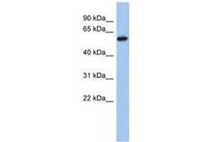 Image no. 1 for anti-Zinc Finger Protein 496 (ZNF496) (AA 431-480) antibody (ABIN6742181) (ZNF496 Antikörper  (AA 431-480))
