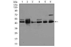 Image no. 2 for anti-Mitogen-Activated Protein Kinase 8 (MAPK8) antibody (ABIN1499314) (JNK Antikörper)
