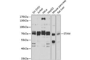 Western blot analysis of extracts of various cell lines, using STAM antibody (ABIN1682903, ABIN3018681, ABIN3018682 and ABIN6220539) at 1:1000 dilution. (STAM Antikörper  (AA 120-210))