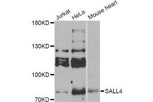Western blot analysis of extracts of various cell lines, using SALL4 Antibody (ABIN5974283) at 1/1000 dilution. (SALL4 Antikörper)