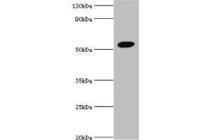 Western blot All lanes: Zinc finger protein AEBP2 antibody at 4 μg/mL + Hela whole cell lysate Secondary Goat polyclonal to rabbit IgG at 1/10000 dilution Predicted band size: 55, 53, 34 kDa Observed band size: 55 kDa (AEBP2 Antikörper  (AA 248-517))