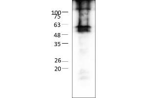 Western Blotting (WB) image for Gap Junction Protein, gamma 2, 47kDa (GJC2) (AA 1-439) protein (Strep Tag) (ABIN3115426)