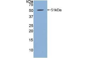 Western blot analysis of recombinant Human FBN1. (Fibrillin 1 Antikörper  (AA 723-902))