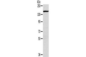 Western Blotting (WB) image for anti-Plexin D1 (PLXND1) antibody (ABIN2433615)