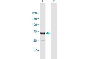 Western Blot analysis of IKZF2 expression in transfected 293T cell line by IKZF2 MaxPab polyclonal antibody.