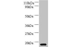 Western blot All lanes: MRFAP1L1 antibody at 2 μg/mL + HepG2 whole cell lysate Secondary Goat polyclonal to rabbit IgG at 1/10000 dilution Predicted band size: 15 kDa Observed band size: 15 kDa (MRFAP1L1 Antikörper  (AA 1-127))