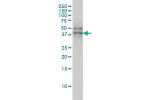 Western Blotting (WB) image for anti-TAF7 RNA Polymerase II, TATA Box Binding Protein (TBP)-Associated Factor, 55kDa (TAF7) (AA 130-224) antibody (ABIN598954) (TAF7 Antikörper  (AA 130-224))