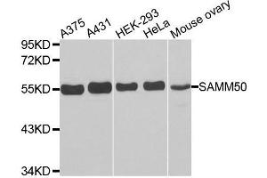 SAMM50 Antikörper  (AA 1-220)