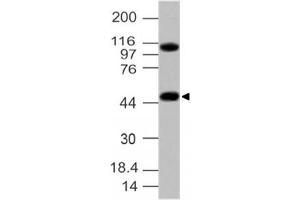 Image no. 1 for anti-G Protein-Coupled Receptor 83 (GPR83) (AA 150-350) antibody (ABIN5027232) (GPR83 Antikörper  (AA 150-350))