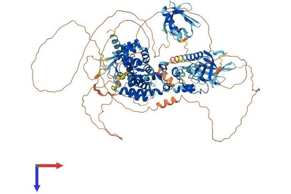 PLEKHM1 Protein (AA 1-1056) (His tag)