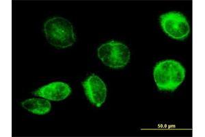 Immunofluorescence (IF) image for anti-Prostaglandin E Synthase (PTGES) (AA 1-152) antibody (ABIN523023)