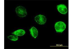 Immunofluorescence of purified MaxPab antibody to PTGES on HeLa cell. (Prostaglandin E Synthase Antikörper  (AA 1-152))