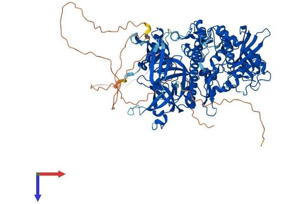DIS3L2 Protein (AA 1-885) (His tag)