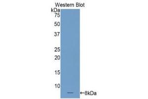 Western Blotting (WB) image for anti-Complement Component 4 Binding Protein, alpha (C4BPA) (AA 548-597) antibody (ABIN3206347) (C4BPA Antikörper  (AA 548-597))