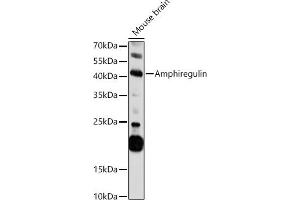 Western blot analysis of extracts of Mouse brain, using Amphiregulin antibody (ABIN3015639, ABIN3015640, ABIN3015641, ABIN1678728 and ABIN6218992) at 1:1000 dilution. (Amphiregulin Antikörper  (AA 20-252))