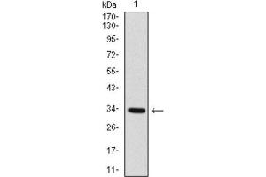 Western Blotting (WB) image for anti-Myogenic Factor 6 (MYF6) (AA 85-150) antibody (ABIN1845795) (MYF6 Antikörper  (AA 85-150))