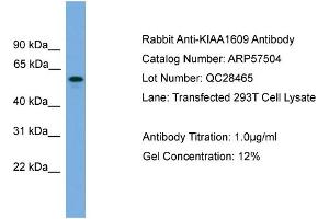 WB Suggested Anti-KIAA1609  Antibody Titration: 0. (KIAA1609 Antikörper  (Middle Region))