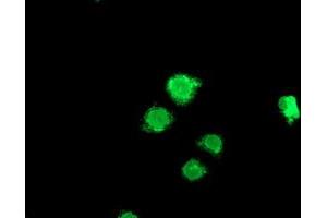 Anti-LPL mouse monoclonal antibody (ABIN2455208) immunofluorescent staining of COS7 cells transiently transfected by pCMV6-ENTRY LPL (RC203766). (Lipoprotein Lipase Antikörper)