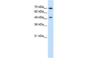 RAD23A antibody used at 2.