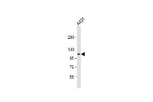 Anti-DEF Antibody (N-term) at 1:2000 dilution + A431 whole cell lysate Lysates/proteins at 20 μg per lane. (ZC3H18 Antikörper  (N-Term))