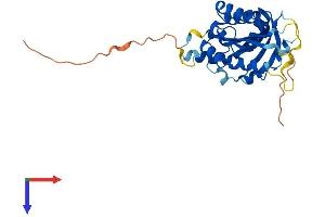 BCDIN3D Protein (AA 1-285) (His tag)