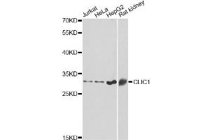Western blot analysis of extracts of various cell lines, using CLIC1 antibody. (CLIC1 Antikörper)