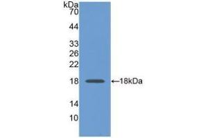 Detection of Recombinant GAPDH, Human using Monoclonal Antibody to Glyceraldehyde-3-Phosphate Dehydrogenase (GAPDH) (GAPDH Antikörper  (AA 2-148))