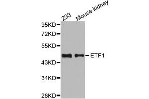 Western Blotting (WB) image for anti-Eukaryotic Translation Termination Factor 1 (ETF1) antibody (ABIN1876949) (ETF1 Antikörper)