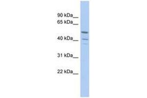 Image no. 1 for anti-Tripartite Motif Containing 50 (TRIM50) (AA 251-300) antibody (ABIN6742478)