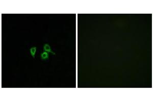 Immunofluorescence analysis of A549 cells, using OR10H4 antibody. (OR10H4 Antikörper  (Internal Region))