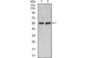 Western blot analysis using FAS antibody against Hela (1), Jurkat (2) cell lysate.