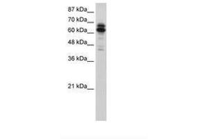 Image no. 1 for anti-Synaptotagmin Binding, Cytoplasmic RNA Interacting Protein (SYNCRIP) (N-Term) antibody (ABIN202832) (SYNCRIP Antikörper  (N-Term))