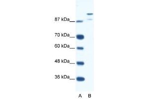 HKR1 antibody (20R-1118) used at 1.