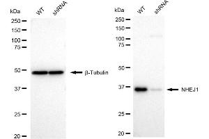 Western blotting analysis using NHEJ1 antibody (ABIN7799623).