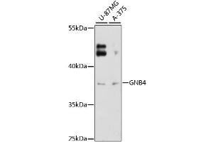 Western blot analysis of extracts of various cell lines, using GNB4 antibody (ABIN6293322) at 1:3000 dilution. (GNB4 Antikörper)