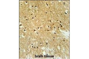 IPO9 Antibody (N-term) (ABIN651754 and ABIN2840388) immunohistochemistry analysis in formalin fixed and paraffin embedded human brain tissue followed by peroxidase conjugation of the secondary antibody and DAB staining. (Importin 9 Antikörper  (N-Term))