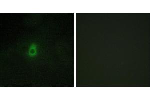 Peptide - +Immunofluorescence analysis of HepG2 cells, using Cytochrome P450 2antibody. (CYP2E1 Antikörper)
