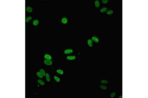 Immunofluorescence (IF) image for anti-NADH Dehydrogenase (Ubiquinone) Fe-S Protein 3, 30kDa (NADH-Coenzyme Q Reductase) (NDUFS3) (AA 37-264) antibody (ABIN7160958)