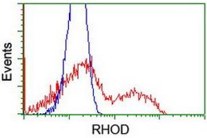 Flow Cytometry (FACS) image for anti-Ras Homolog Family Member D (RHOD) antibody (ABIN1500700) (RHOD Antikörper)