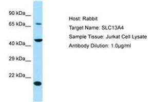 Image no. 1 for anti-Solute Carrier Family 13 Member 4 (SLC13A4) (AA 220-269) antibody (ABIN6750023) (SLC13A4 Antikörper  (AA 220-269))